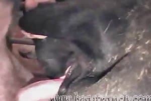 Animal sex video on in Nagpur