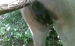 animal sex porn, fucking beastiality scenes