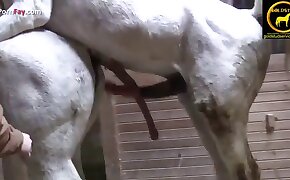 zoophil fucks mare, horse porn videos