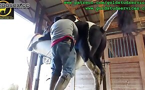 handjob, horse porn videos