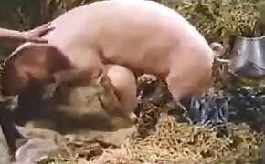 seksiä sian kanssa, Beastiality sex-ilmaisia videoita