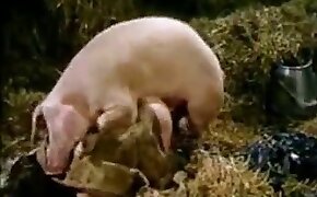 sex with pig, sexy zoophile babes