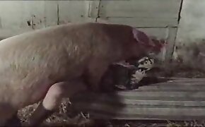 fuck with animal porn, sex with pig