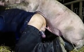 free beastiality movies, sex with pig