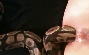 anal fuck with animals, zoophile and snake orgy