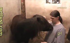 جانوروں کی جنسی فحش, گھوڑے کی فحش ویڈیوز