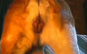 close-up zoo porn scenes, free beastiality vids