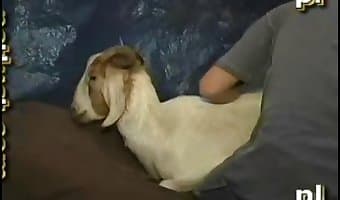 fuck goat