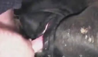 Ox Girl Sex Video Down - cow fuck farm sex