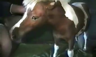 Girl fuck horse porno videos
