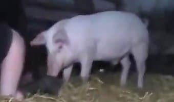 pig loves