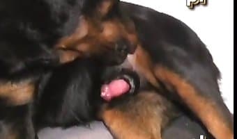 340px x 200px - Adult man sucking off a big dick to his dog