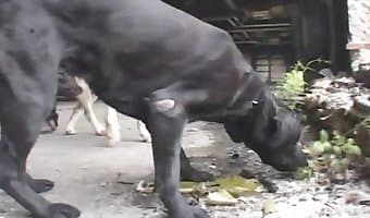 bestiality japanese-dog-sex