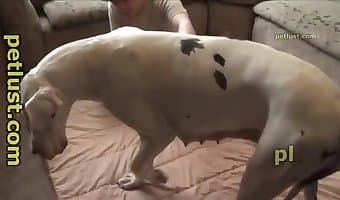 Man fucks dog pussy on a big bed