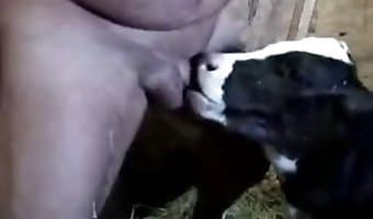 horse-cum-porn cow