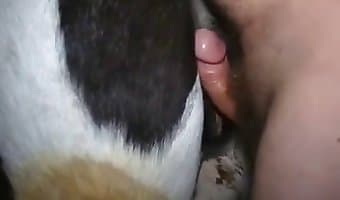 Men & women having sex with animals on cam