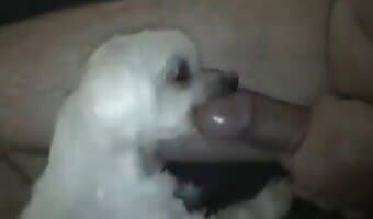 Animal Sex Duck Unrated Videos