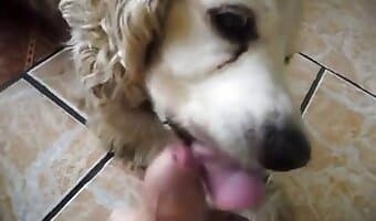 mouth amateur-dog-sex