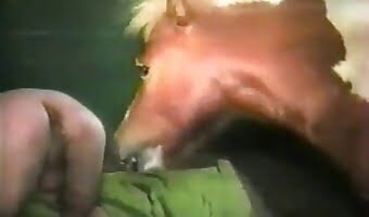 cock pony