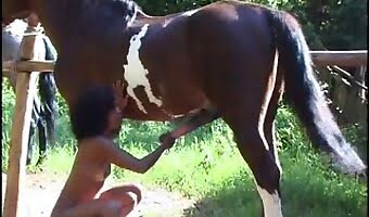 horse bestiality