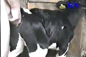 Animal Sex - Cow content and zoo sex videos.