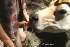 Cow Sex Xx Video - Animal Sex - Cow content and zoo sex videos.