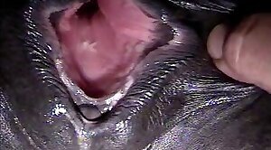 close-up-video,bestiality-videos