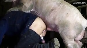 bestiality-videos,pig-sex