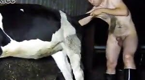 cow,dudes-fucking-with-animals