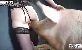 porno animal gratuit, films de bestialité