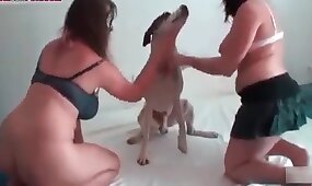 dog porn, sex with animals