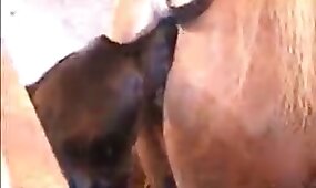 fucking with animal, horse sex