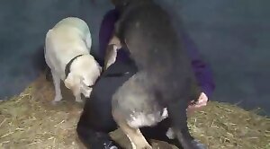 개 포르노,동물원 빌어 먹을 포르노