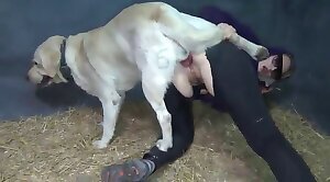 犬のポルノ,動物園のセックスビデオ