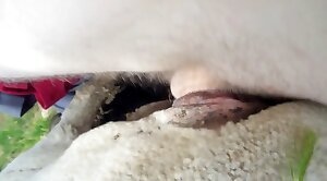 fuck with animal,passionate sex