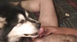 Hundepornos,Tier-Porno-Video