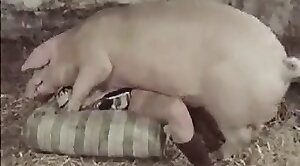 動物園,豚のポルノ